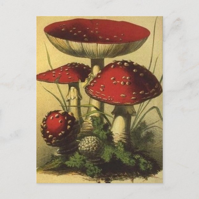 vykort för vintage (Framsida)