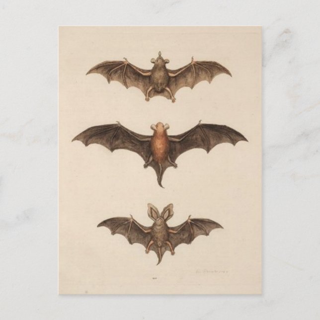 vykort för vintage (Framsida)