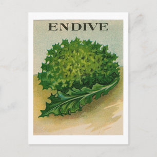 vykort för vintage endive-paket