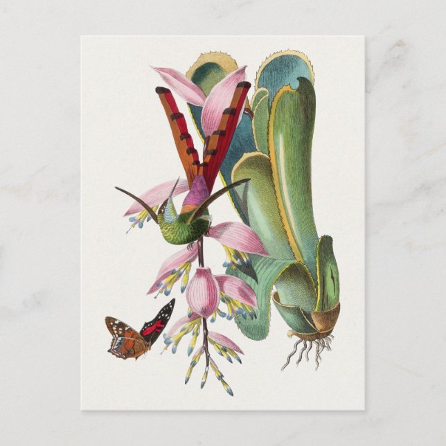 vykort för vintage fågelillustration (Framsida)