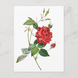 vykort för vintage röd ros blommigt