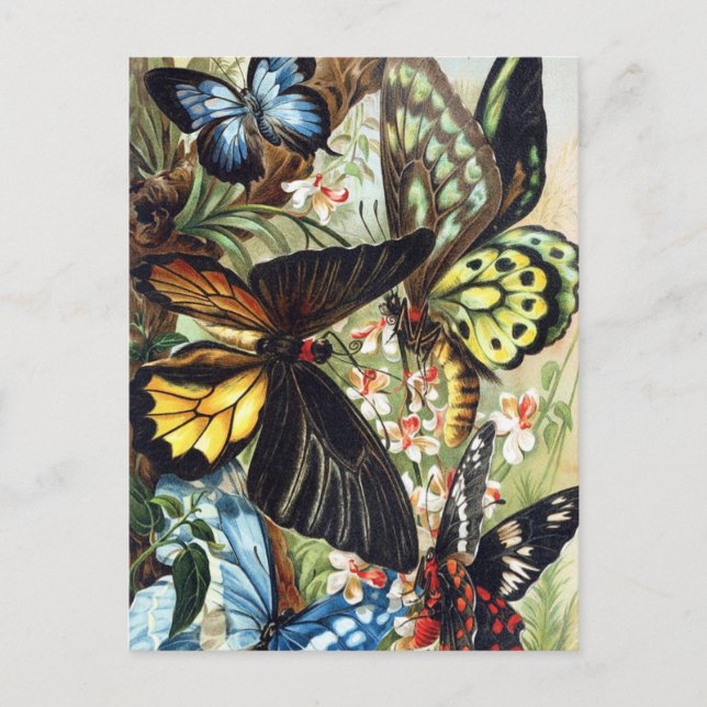 vykort för vintagens Insekt (Framsida)