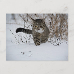 vykort för vinterkatt