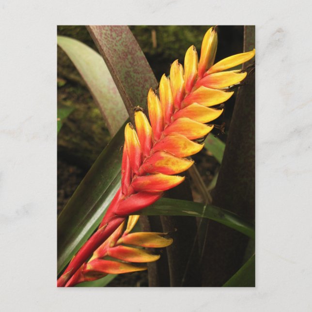 vykort för "Vriesea bromelia" (Framsida)