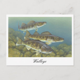 vykort för Walleye-målning
