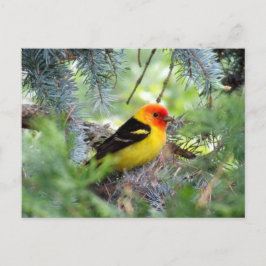 Vykort för western Tanager