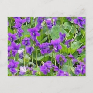 vykort för Wisconsin Wood Violets