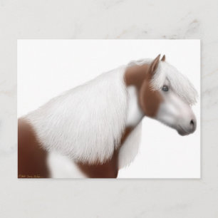 vykort för zypsy Vanner Horse