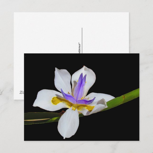 Vykort - Fortnight Lily (Fram/baksida)