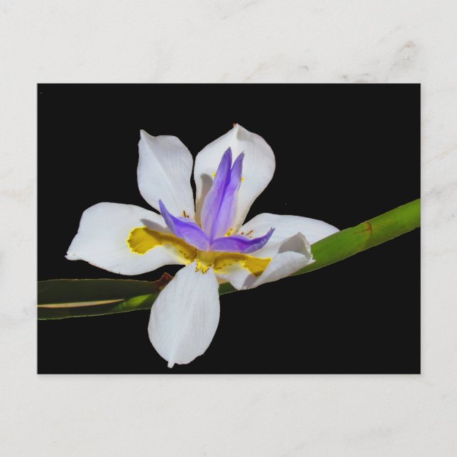 Vykort - Fortnight Lily (Framsida)