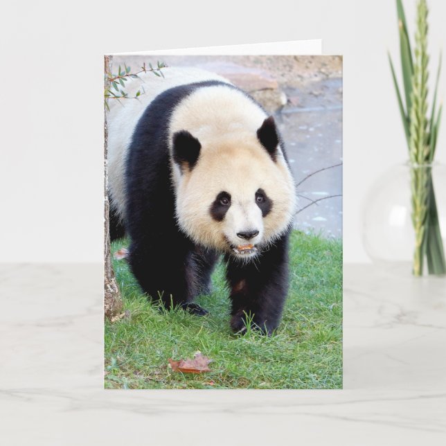 Vykort Foto jättepanda. Panda geant. (Framsida)