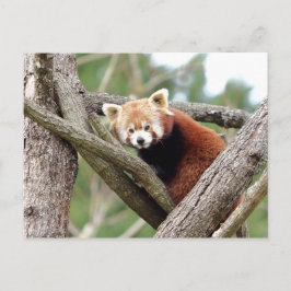 Vykort Foto röd panda, djur 0501.
