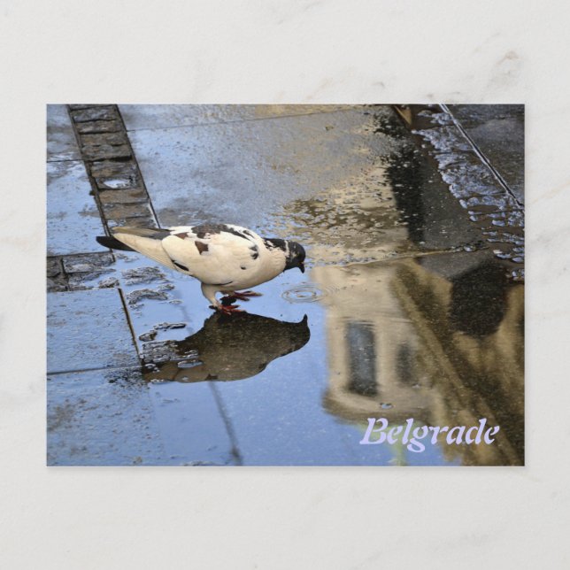 vykort från Belgrad (Framsida)