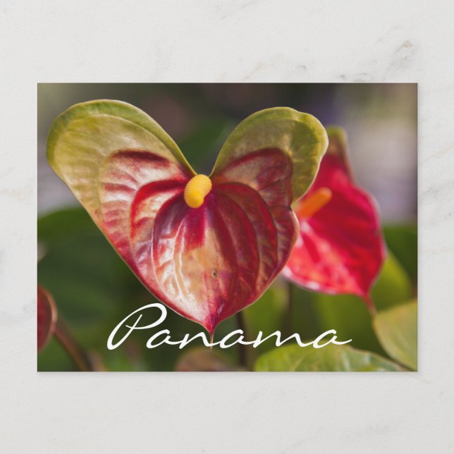 vykort från Boquete, Panama (Framsida)