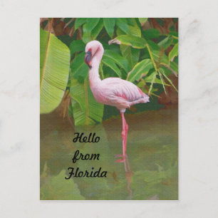 vykort från Florida med Rosa Flamingo