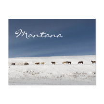 vykort från Montana