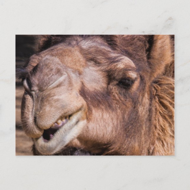 vykort från Smirking Camel (Framsida)