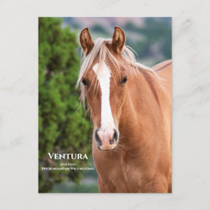 Vykort från Ventura