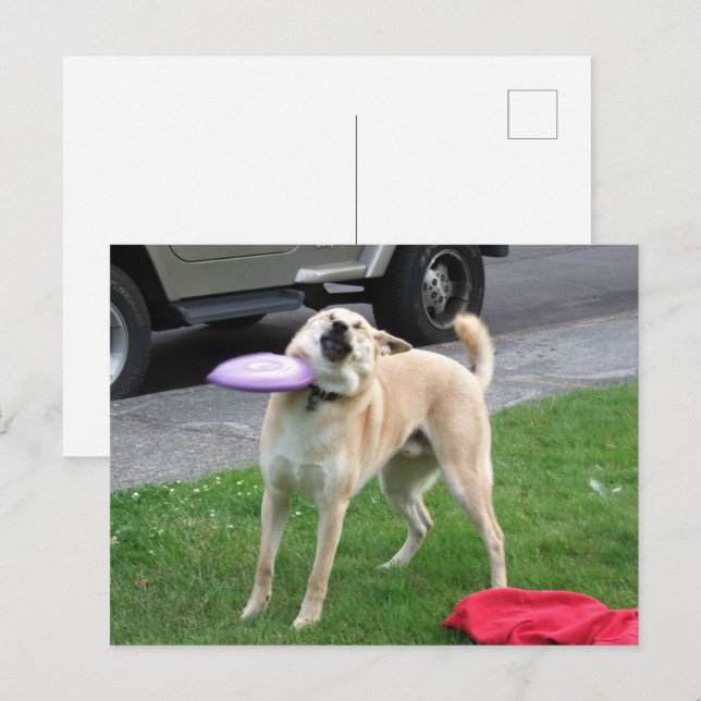 Vykort Frisbee Hund Meme (Fram/baksida)