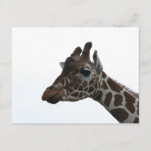 Vykort: Giraff Vykort