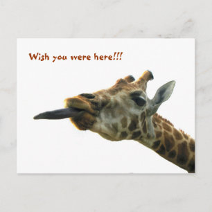 vykort - Giraffe