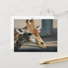vykort _ giraffe