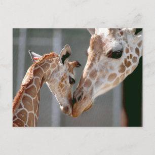 vykort Giraffe och Baby