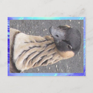 vykort - Goose