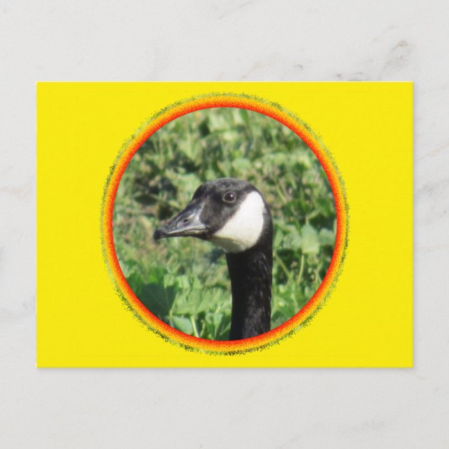 vykort - Goose Porträtt (Framsida)