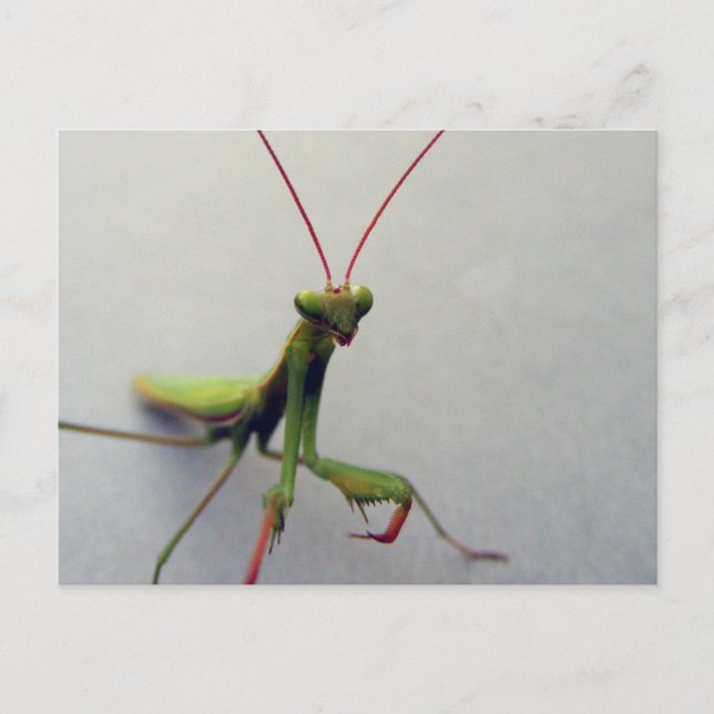 vykort, Grönt Praying Mantis Insekt Photo Vykort (Framsida)