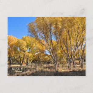 vykort: Gult Cottonwood Vykort