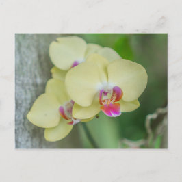 vykort - Gult Orchid