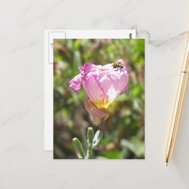 vykort - gurkbeetle (Fram/Back In Situ)