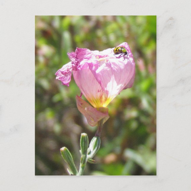 vykort - gurkbeetle (Framsida)