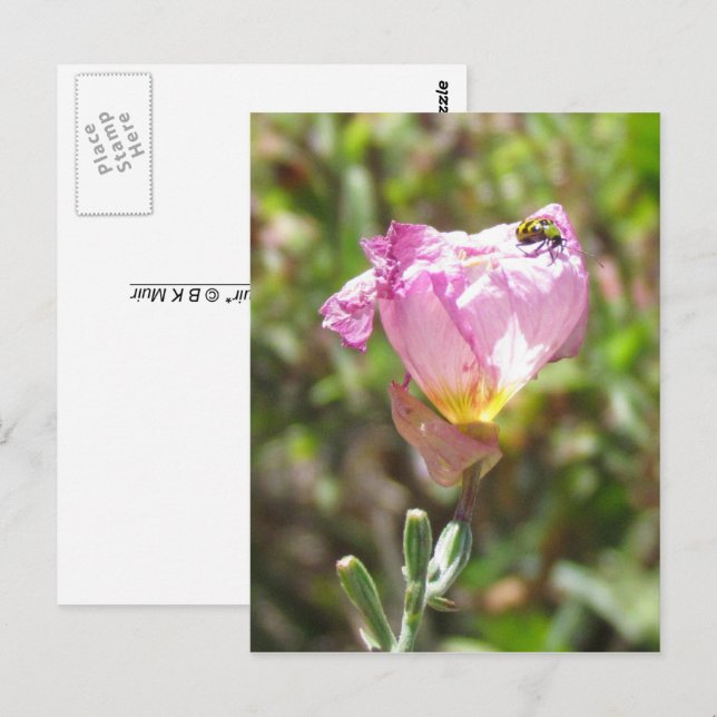 Vykort - Gurkörtbaggar (Fram/baksida)