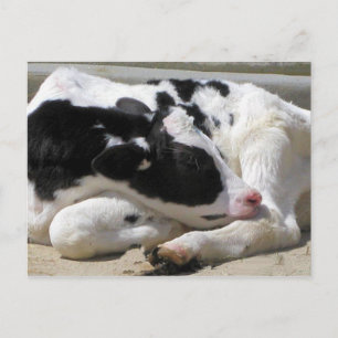 vykort, Heifer, fotopapper för Baby Vykort
