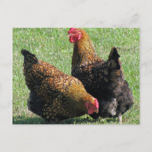 Vykort, Hen Sisters Vykort