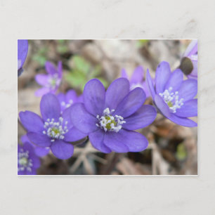 vykort: Hepatica (liverleaf) Vykort