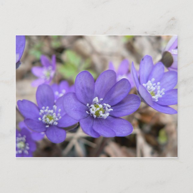 vykort: Hepatica (liverleaf) Vykort (Framsida)
