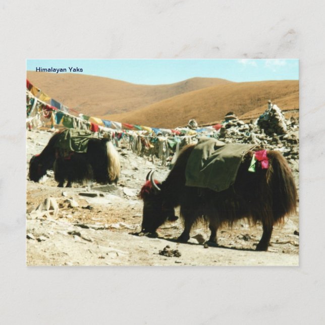 vykort Himalayan Yaks (Framsida)