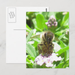 Vykort – Honungsbi på blomning