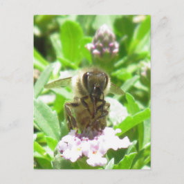 vykort - Honungsbin på Blommar