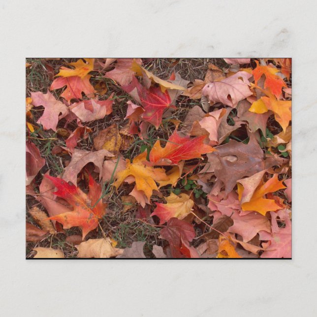 Vykort/höst Vykort (Framsida)