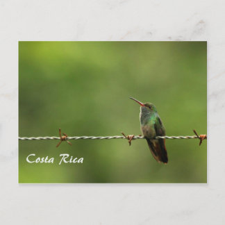 vykort Hummingbird Costa Rica