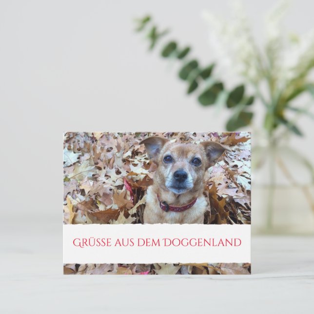 Vykort Hund Fotografier  (Stående Fram)