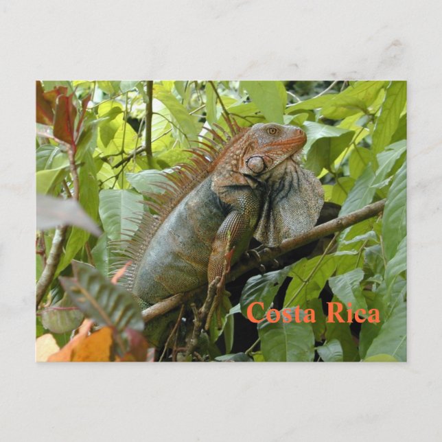 vykort Iguana Costa Rica (Framsida)