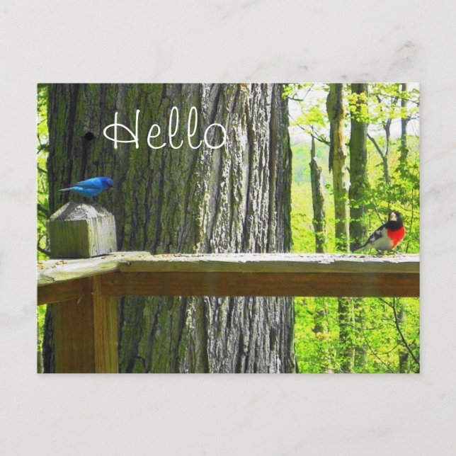 vykort Indigo Bunting & Ro Brested Grosbeak (Framsida)