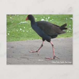 Vykort, Inhemsk Pukeko, Hamilton, Nya Zeeland Vykort