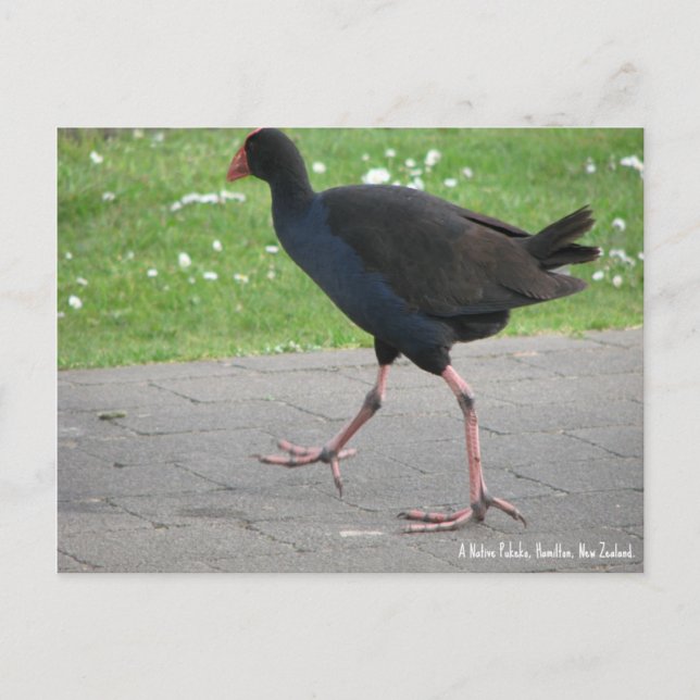 Vykort, Inhemsk Pukeko, Hamilton, Nya Zeeland Vykort (Framsida)