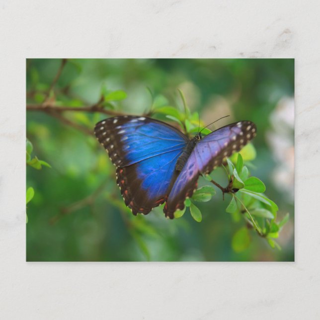 Vykort-Insektra-A Blue Butterfly Vykort (Framsida)
